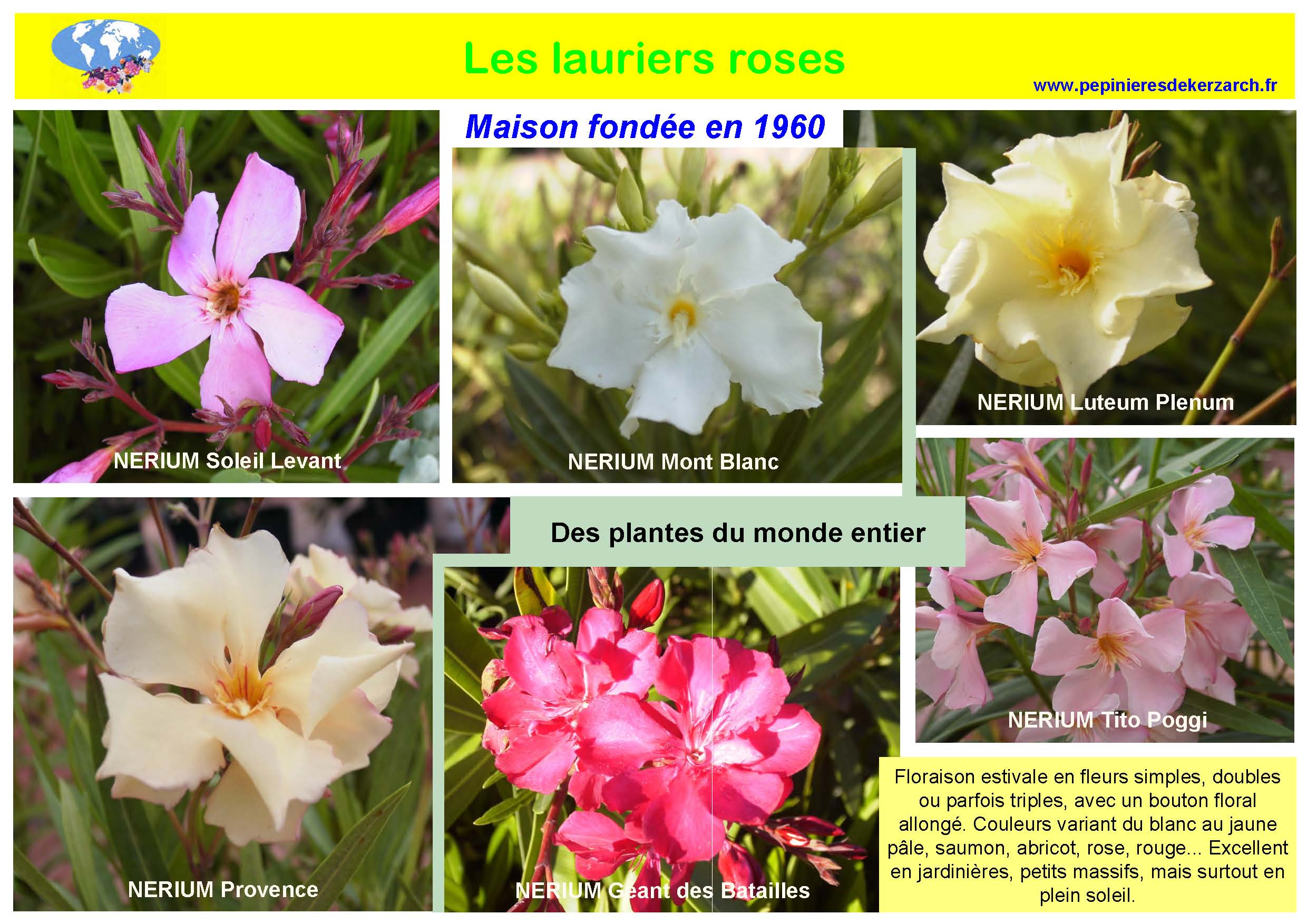 Les Lauriers roses